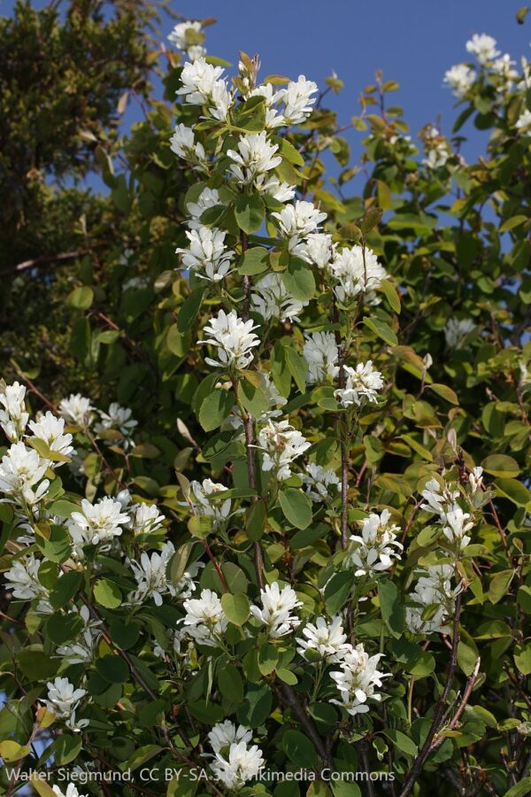 Amélanchier Alnifolia Standing Ovation