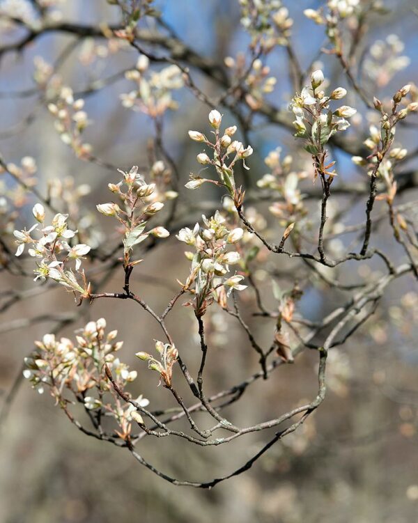 Amelanchier Canadensis