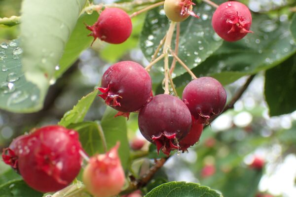 Amelanchier Canadensis – Image 2