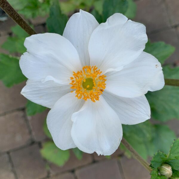 Anemone Honorine Jobert