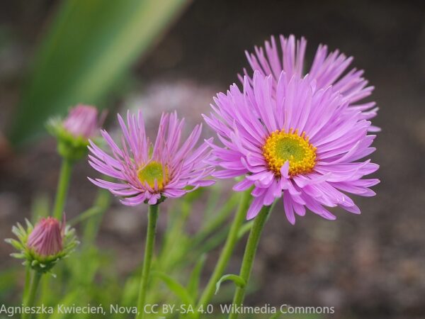 Aster Alpinus Happy End 2g