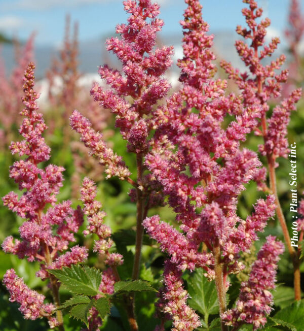 Astilbe Chinensis Vision In Pink