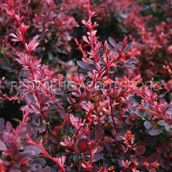 Berberis Thunbergii Rose Glow