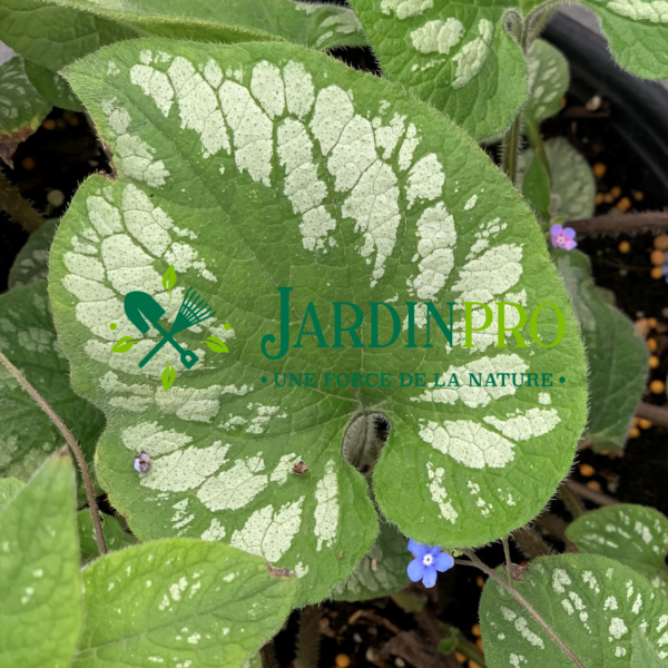 Brunnera Macrophylla Jack Frost – Image 2