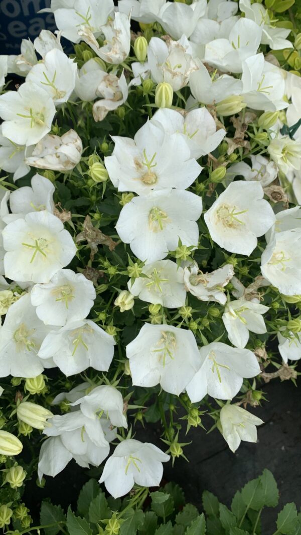 Campanula Carpatica Rapido White
