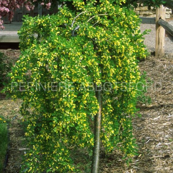 Caragana Arborescens Pendula