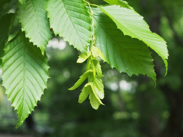Carpinus Caroliniana