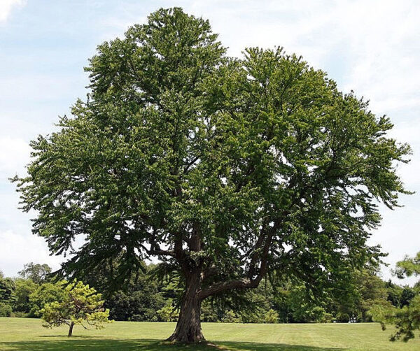 Cercidiphyllum Japonicum
