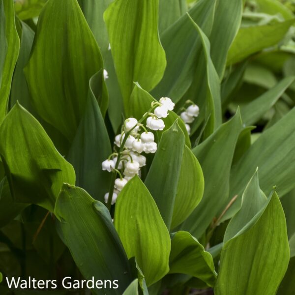 Convallaria Majalis