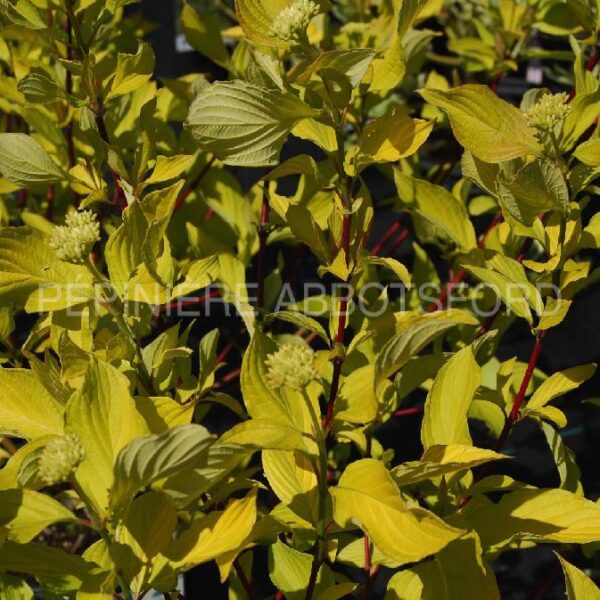 Cornus Alba Prairie Fire