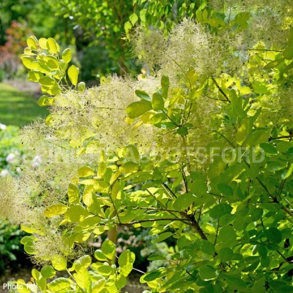 Cotinus Coggygria Winecraft Gold