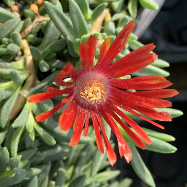 Delosperma Dyeri Red Mountain Flame