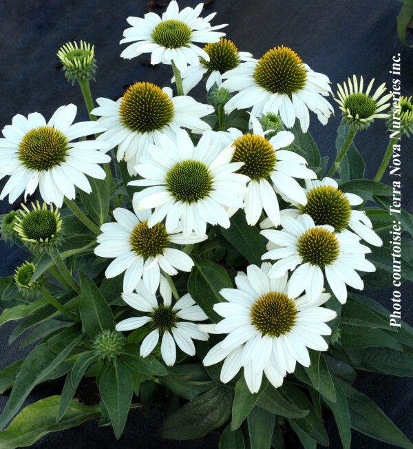 Echinacea Kismet White