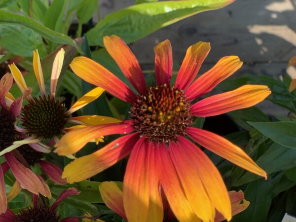 Echinacea Purpurea Parrot