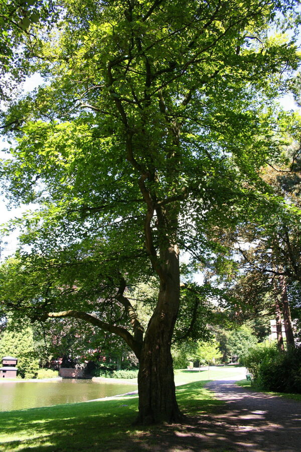 Fagus Grandiflolia