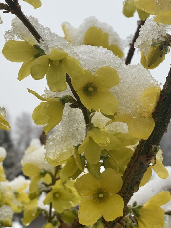 Forsythia X Intermedia Week-end