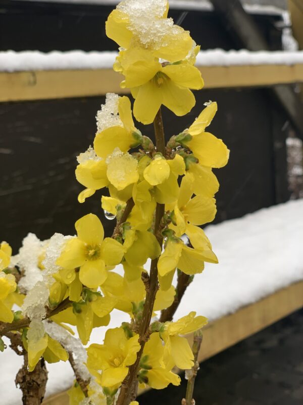 Forsythia X Intermedia Week-end – Image 2