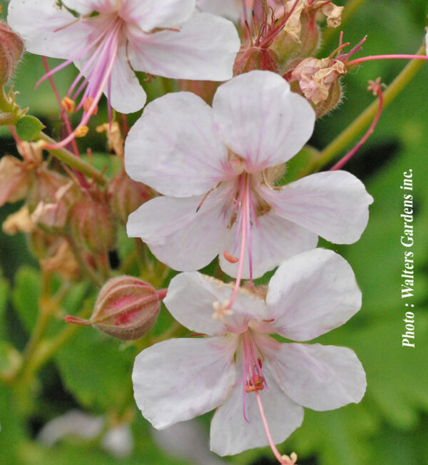 Geranium Cantabrigiense Biokovo