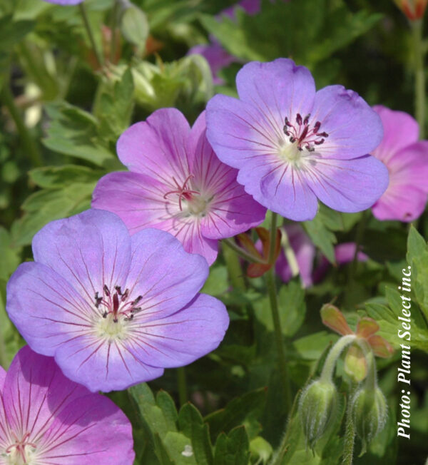 Geranium Rozanne