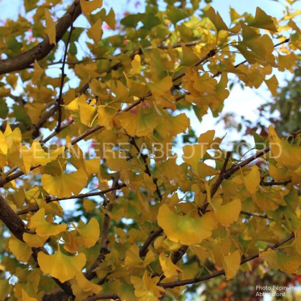 Ginkgo Biloba