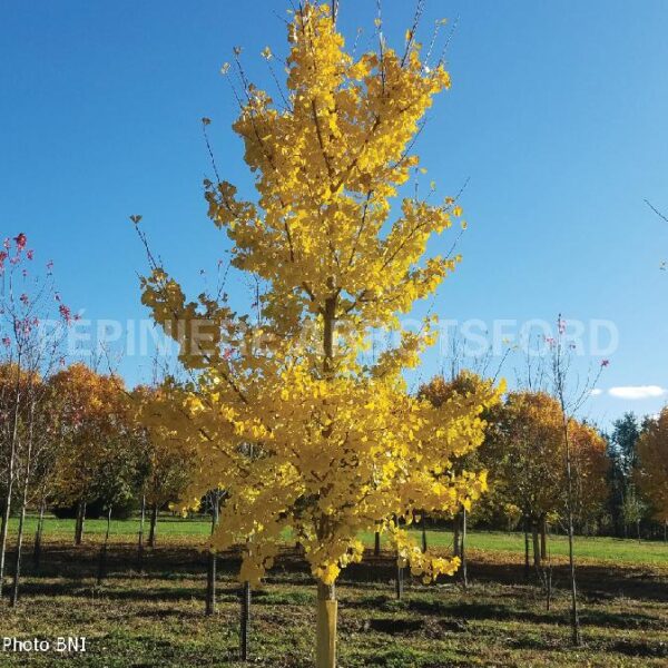 Ginkgo Biloba Princeton Sentry