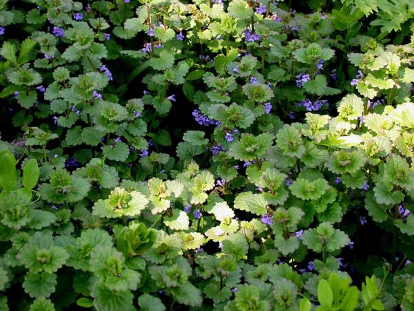 Glechoma Hederacea