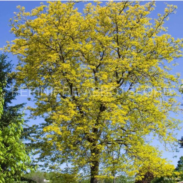 Gleditsia Triacanthos Inermis Sunburst