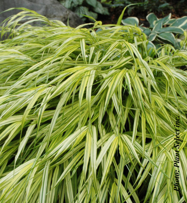 Hakonechloa Macra Aureola