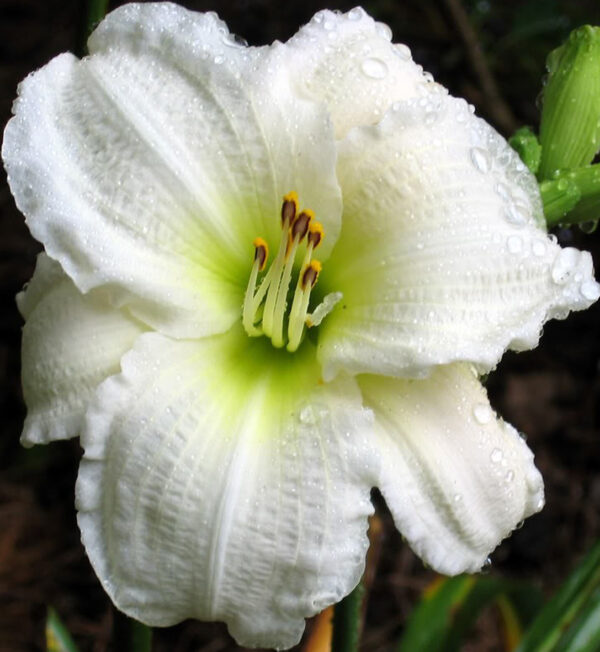 Hemerocallis Gentle Shepherd