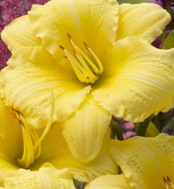 Hemerocallis Going Bananas