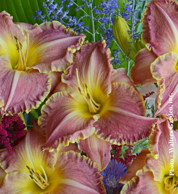 Hemerocallis Judy Judy