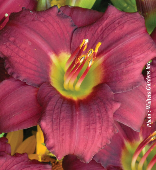 Hemerocallis Pardon Me