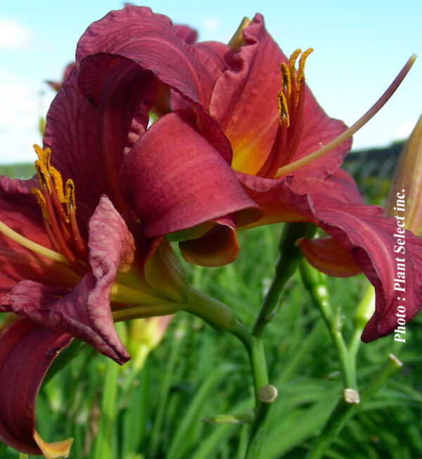 Hemerocallis Purple D'oro