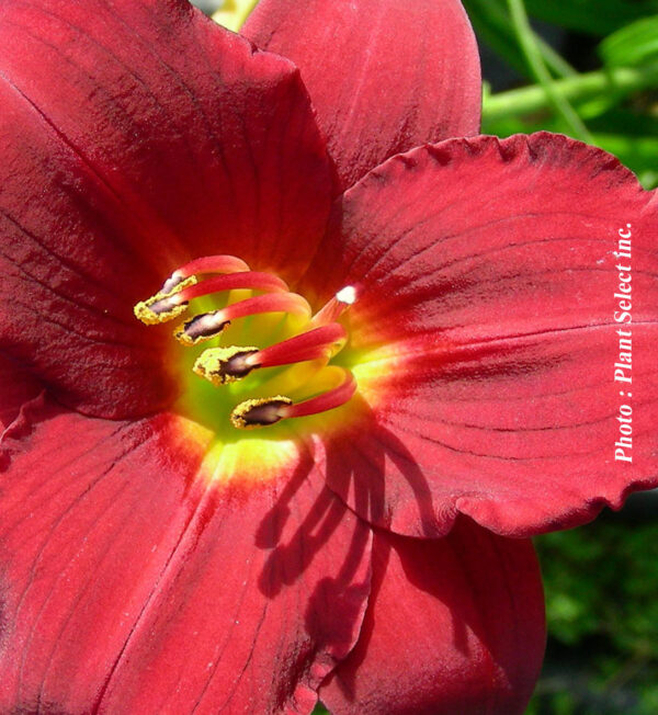 Hemerocallis Ruby D'oro