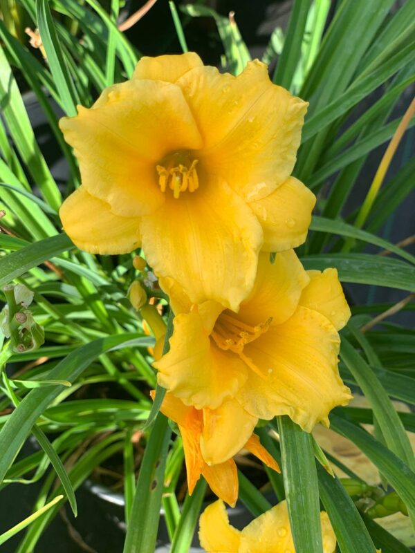 Hemerocallis Stella D'oro – Image 2