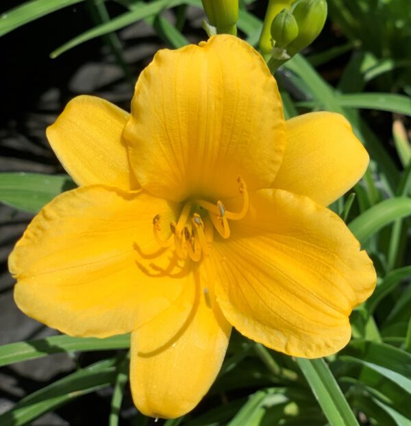 Hemerocallis Stella D'oro