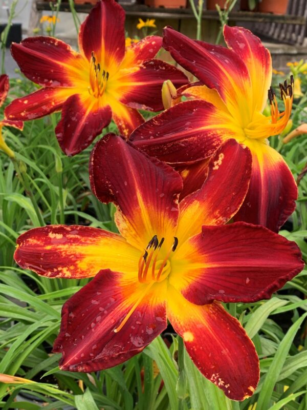 Hemerocallis Ruby Spider