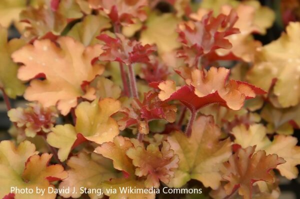 Heuchera Marmalade