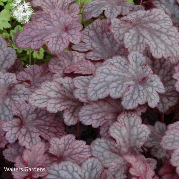 Heuchera Plum Pudding