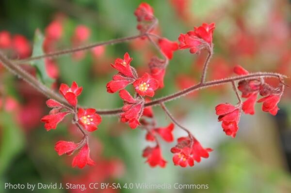 Heuchera Ruby Bells