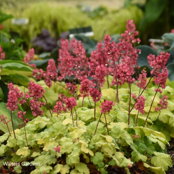 Heuchera Timeless Glow