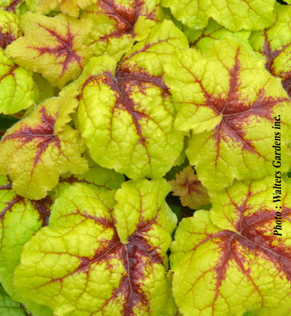Heucherella Catching Fire