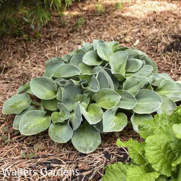 Hosta Blue Mouse Ears