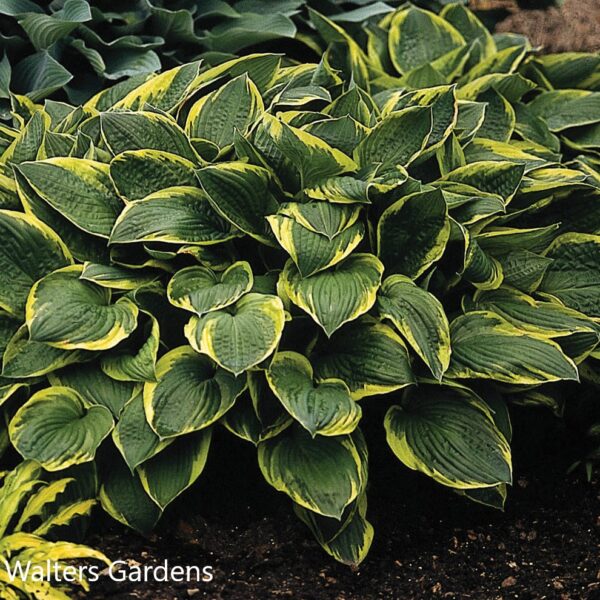 Hosta Fortunei Aureomarginata