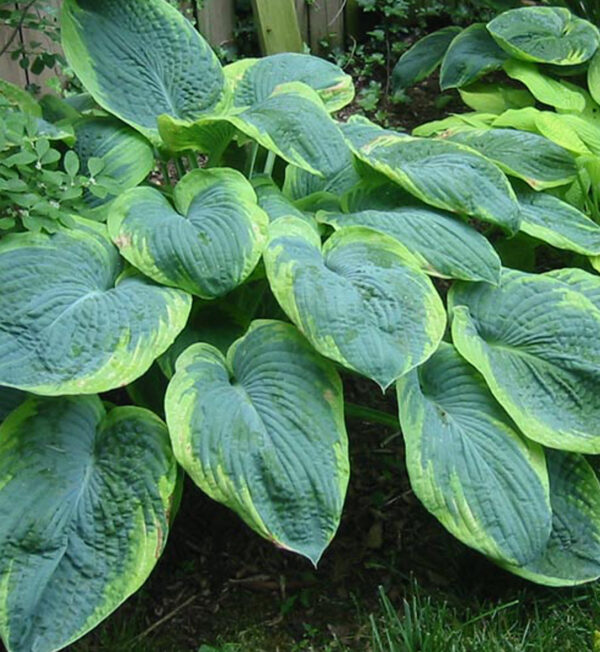 Hosta Frances Williams