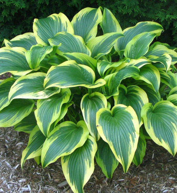 Hosta Montana Aureomarginata