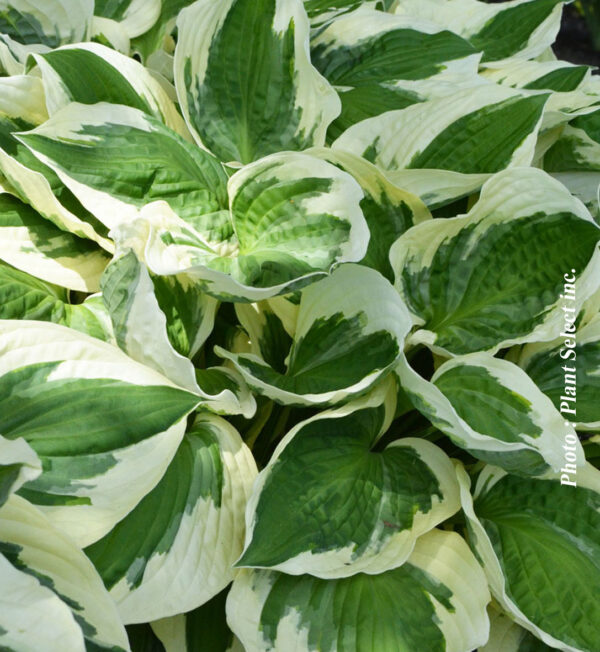 Hosta Patriot