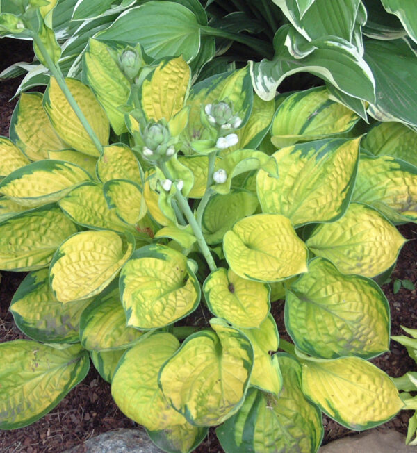 Hosta Rainforest Sunrise