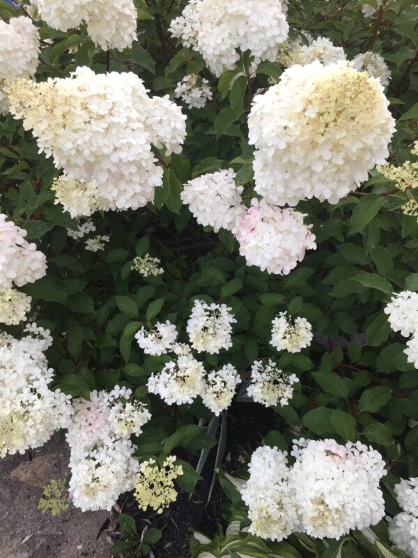 Hydrangea Paniculata Vanille Fraise – Image 2