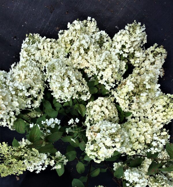 Hydrangea Paniculata Bobo